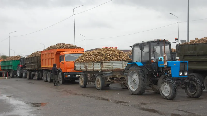 Сладкий урожай этого года: в Жетысу оба сахарных завода начали приемку сахарной свеклы
