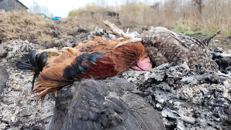 Таинственная болезнь убивает птицу в СКО и Павлодарской области: диагноз до сих пор не установлен