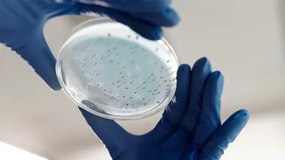 руки, ученые, микроогранизмы, фото - Новости Zakon.kz от 03.10.2025 09:27