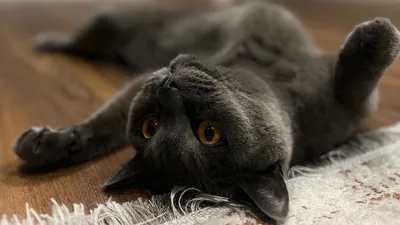 , фото - Новости Zakon.kz от 07.10.2025 16:56