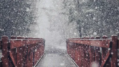 снегопад, мост, деревья, фото - Новости Zakon.kz от 03.10.2025 10:33