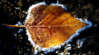 листик, фото - Новости Zakon.kz от 04.10.2025 17:08