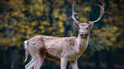 Олени в Японии, фото - Новости Zakon.kz от 06.10.2025 03:43