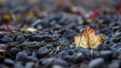 листик, фото - Новости Zakon.kz от 05.10.2025 15:42