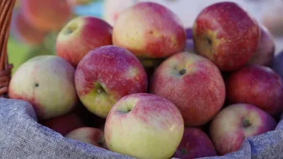 яблоки, фото - Новости Zakon.kz от 05.10.2025 15:11