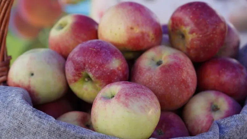 Сколько в Казахстане яблоневых садов, рассказали в Минсельхозе