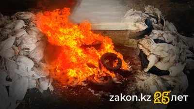 Жгут умерших птиц, птицы, фермеры, гуси, курицы, птицеводы, птичий грипп, пастереллез, фото - Новости Zakon.kz от 06.10.2025 18:19