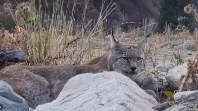 Туркестанская рысь в горах Алматинской области, фото - Новости Zakon.kz от 06.10.2025 10:05