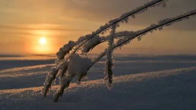 солнце, снег, ветка, фото - Новости Zakon.kz от 06.10.2025 17:34