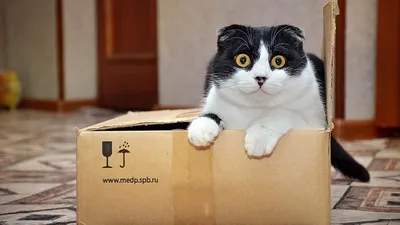 кот в коробке, фото - Новости Zakon.kz от 06.10.2025 14:02