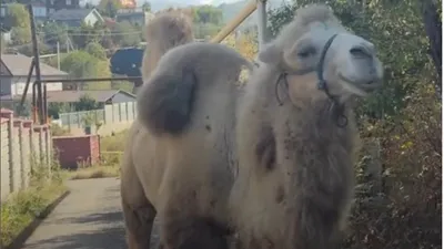 верблюд на дороге в Алматы, фото - Новости Zakon.kz от 07.10.2025 14:05