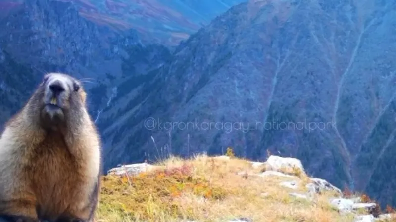 Казахстанский Fashion Week: сурок устроил "фотосессию" в нацпарке