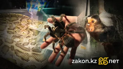 Экзотика в объятии человека: редких обезьян, змей, пауков погладили алматинцы, фото - Новости Zakon.kz от 07.10.2025 17:15