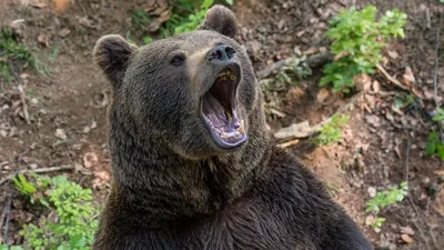 Медведь бегал по улицам Курильска, фото - Новости Zakon.kz от 08.10.2025 02:28