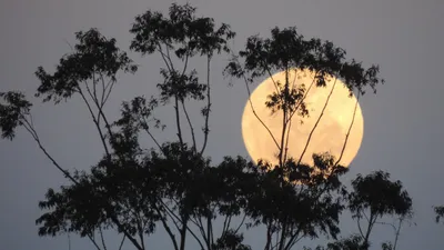 Луна, суперлуние, Астана, соцсети , фото - Новости Zakon.kz от 07.10.2025 22:01