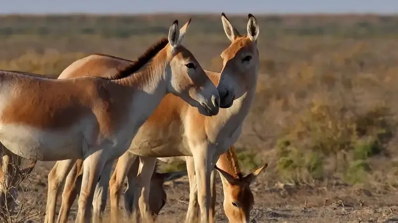 Краснокнижные куланы освоили территорию резервата "Алтын Дала" в Костанайской области