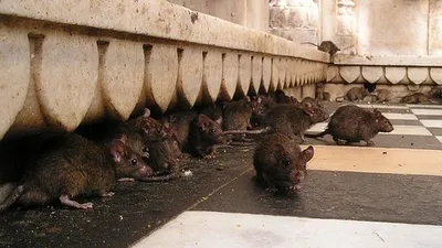 нашествие крыс в Алматы, фото - Новости Zakon.kz от 08.10.2025 22:14
