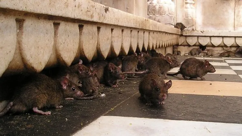 Выбегают из дыр на дорогах и играют друг с другом: алматинцы шокированы нашествием крыс