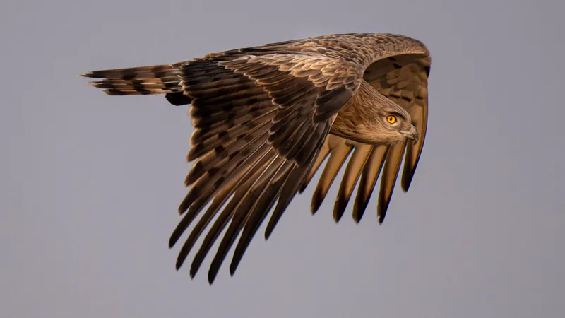 Славка-завирушка и редкие птицы Казахстана на уникальных снимках известного фотографа