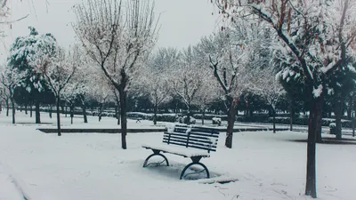 парк, деревья, скамейка, снег, фото - Новости Zakon.kz от 09.10.2025 13:36