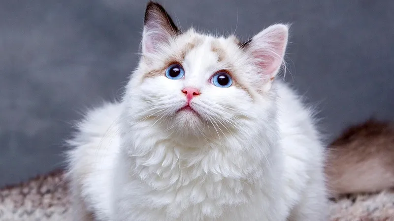 Как кошки защищают от инфарктов и инсультов