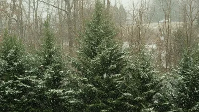 деревья, снегопад, фото - Новости Zakon.kz от 09.10.2025 17:21