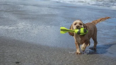 собака с игрушкой, азарт, фото - Новости Zakon.kz от 10.10.2025 14:20