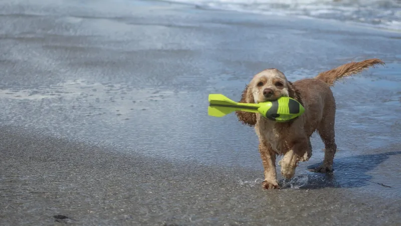 Одержимость собак игрушками сравнили с игровой зависимостью у людей