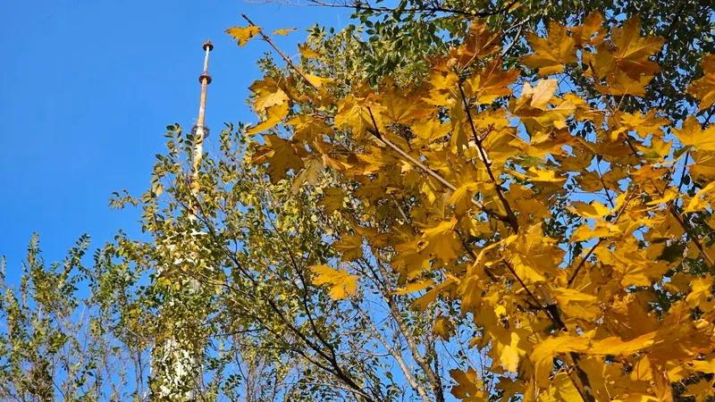 Последний аккорд бабьего лета в Казахстане: жители страны погрузились в золотую осень