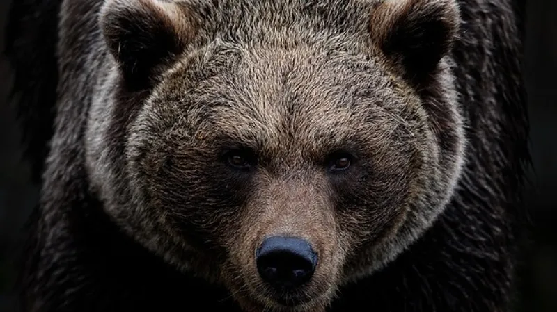 Решили удалить неудачные кадры: медведи изучили фотоловушку в горах на востоке Казахстана