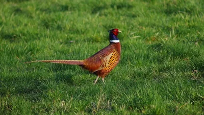 на каких животных можно охотиться, фото - Новости Zakon.kz от 10.10.2025 16:34