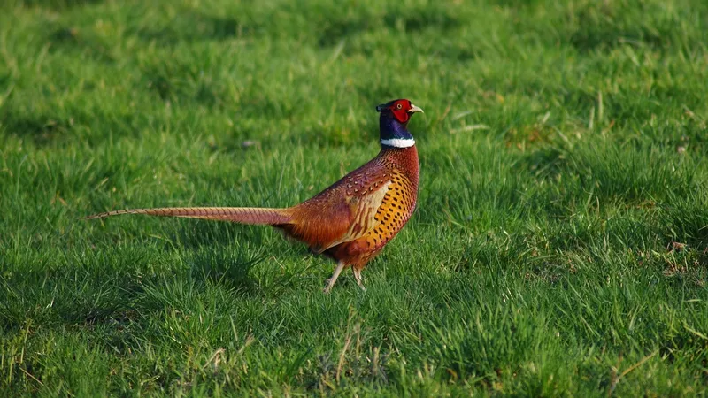 На каких ценных животных можно охотиться в РК: обновлен перечень