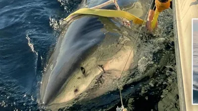 Морские обитатели, океан, исследования, фото - Новости Zakon.kz от 11.10.2025 02:59