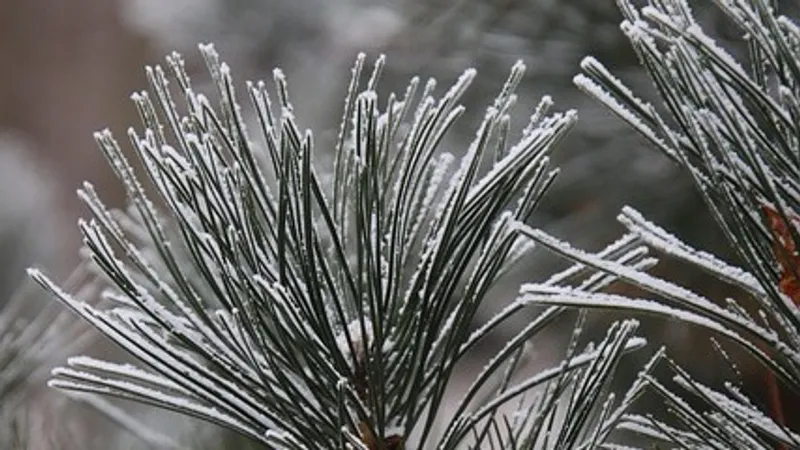 Снег, заморозки, дожди и туман: штормовое предупреждение объявили в РК на субботу