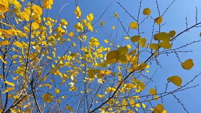 Погода в Алматы осенью, фото - Новости Zakon.kz от 10.10.2025 18:57