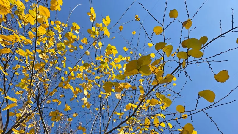 Последние теплые дни: погода в Алматы на неделю