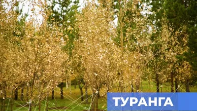 туранга, фото - Новости Zakon.kz от 11.10.2025 16:20