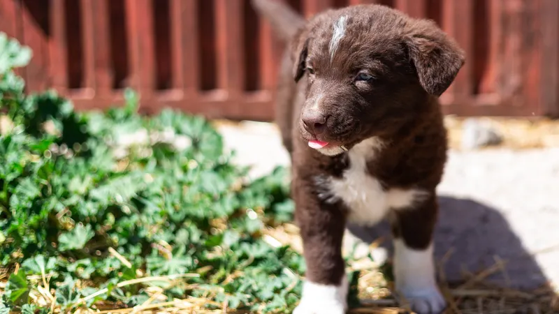 Спасатели пришли на помощь застрявшему щенку
