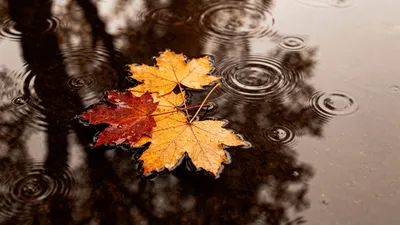 осенний дождь, фото - Новости Zakon.kz от 11.10.2025 16:37