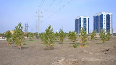 саженцы, фото - Новости Zakon.kz от 11.10.2025 14:43