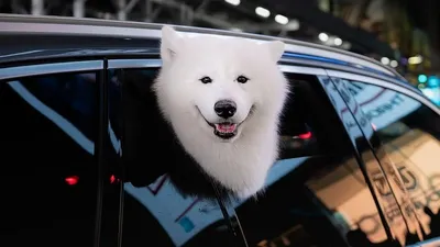 собака, фото - Новости Zakon.kz от 11.10.2025 09:21