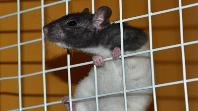 Крыса в прямом эфире телеканала в Лондоне, фото - Новости Zakon.kz от 12.10.2025 07:37