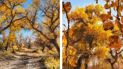 осень в Илийской долине, фото - Новости Zakon.kz от 13.10.2025 22:06