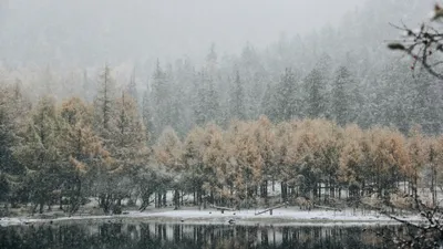 снегопад, деревья, фото - Новости Zakon.kz от 13.10.2025 17:19