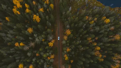 деревья, лес, фото - Новости Zakon.kz от 13.10.2025 12:44