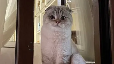 У дочки президента Узбекистана пропал кот, фото - Новости Zakon.kz от 13.10.2025 07:42