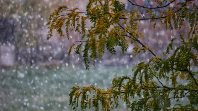 ветки, снегопад, фото - Новости Zakon.kz от 14.10.2025 17:47