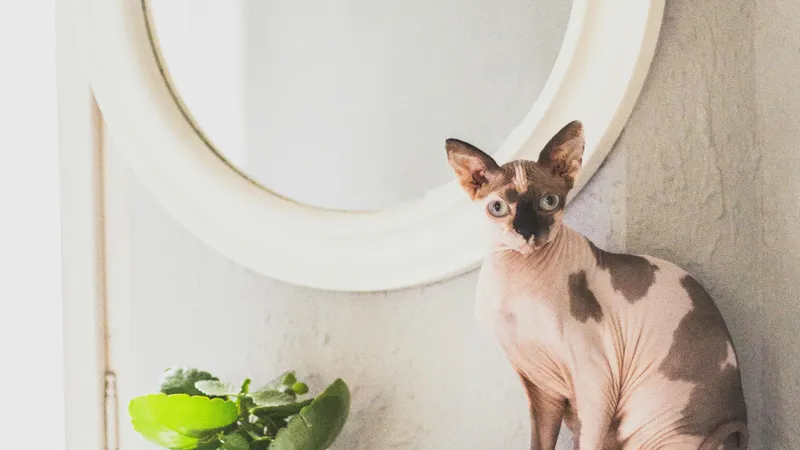 Почему кошки и собаки не узнают себя в зеркале