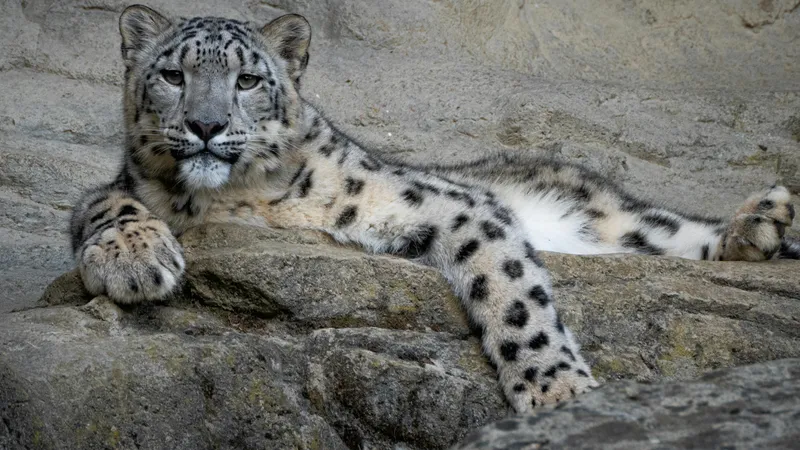 Символ дикой природы Казахстана вновь показался людям