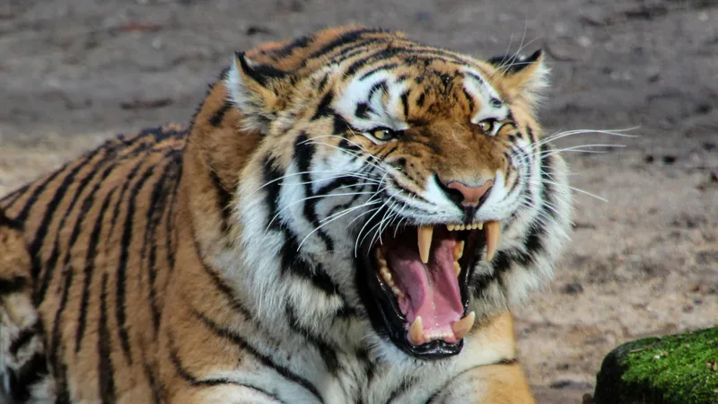 Смотритель заповедника в Индии погиб из-за тигра